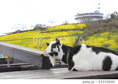 春のマザー牧場　花の大斜面とヤギ 63430695