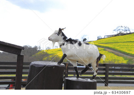 春のマザー牧場 花の大斜面とヤギ 春のマザー牧場 花の大斜面とヤギ 63430697