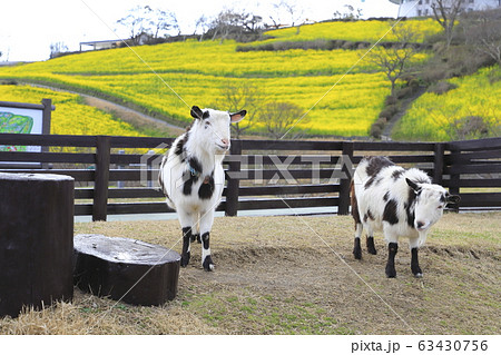 春のマザー牧場　花の大斜面とヤギ   63430756