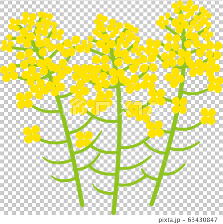 Rape blossoms 63430847