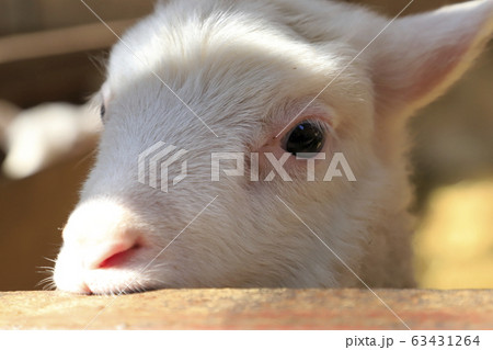 春のマザー牧場 赤ちゃん羊成長館 春のマザー牧場 赤ちゃん羊成長館 63431264