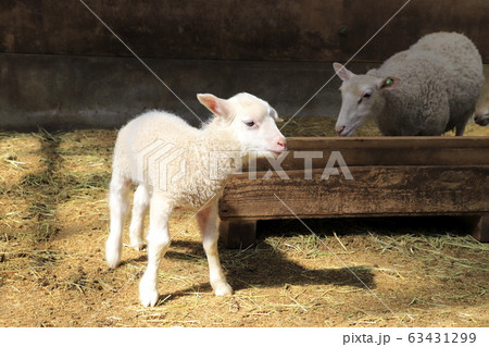 春のマザー牧場　赤ちゃん羊成長館　 63431299