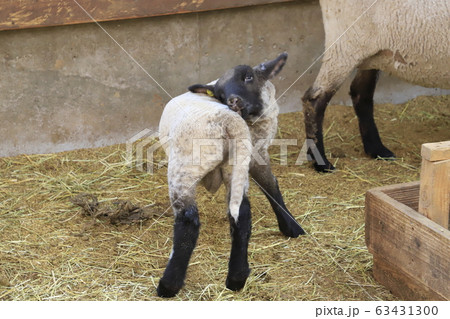 春のマザー牧場 赤ちゃん羊成長館 春のマザー牧場 赤ちゃん羊成長館 63431300