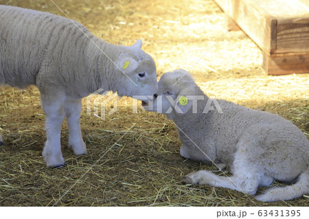 春のマザー牧場 赤ちゃん羊成長館 春のマザー牧場 赤ちゃん羊成長館 63431395