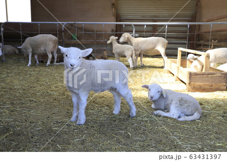 春のマザー牧場 赤ちゃん羊成長館 春のマザー牧場 赤ちゃん羊成長館 63431397