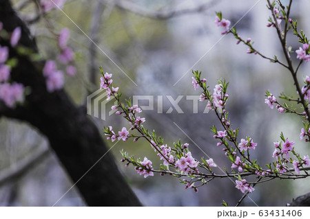 開花 植物学 芽 63431406