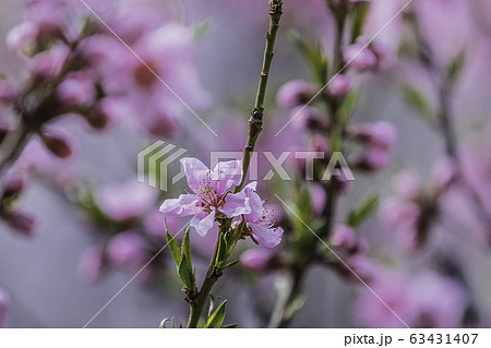 開花 植物学 芽 63431407