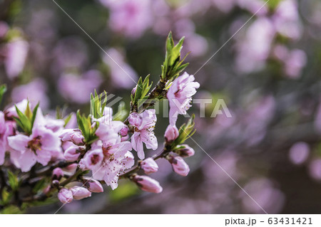 開花 植物学 芽 63431421