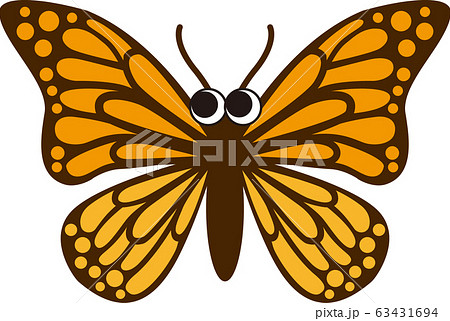 蝶目つき 蝶目つき 63431694