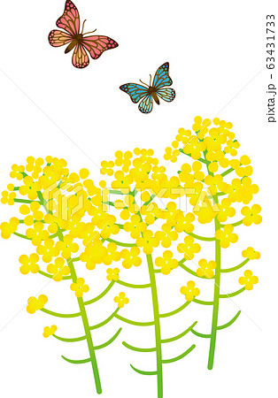 菜の花と蝶のイラスト素材