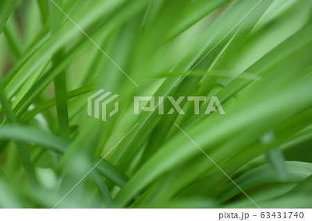 キツネノカミソリの葉 キツネノカミソリの葉 63431740