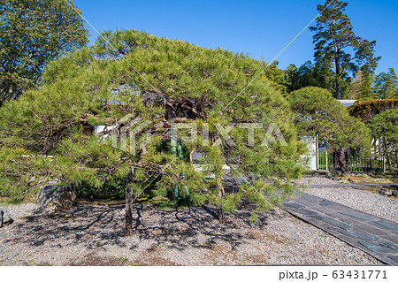 広徳寺 境内 松 比企郡川島町 広徳寺 境内 松 比企郡川島町 63431771