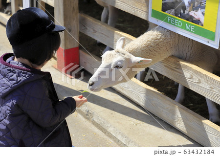 マザー牧場 ひつじの牧場 マザー牧場 ひつじの牧場 63432184