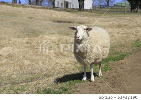 マザー牧場　ひつじの牧場　 63432190
