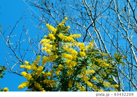 ギンヨウアカシア空 ギンヨウアカシア空 63432209