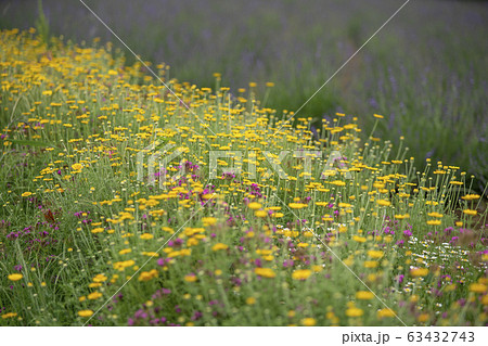 ダイヤーズカモミール ダイヤーズカモミール 63432743