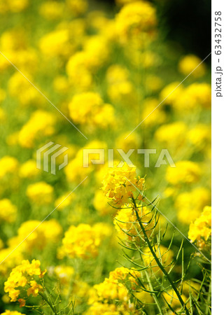 菜の花 菜の花 63432758