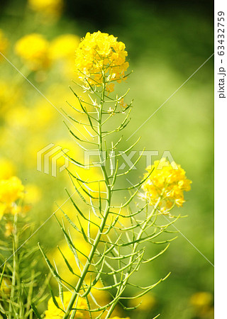 菜の花 菜の花 63432759