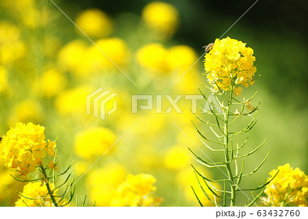 菜の花 63432760