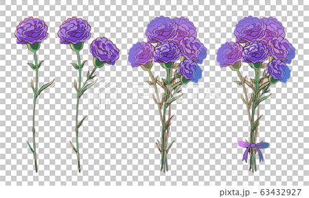 Carnation (purple) 63432927