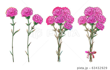 カーネーション ピンク のイラスト素材