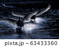 白鳥　着水の瞬間 63433360
