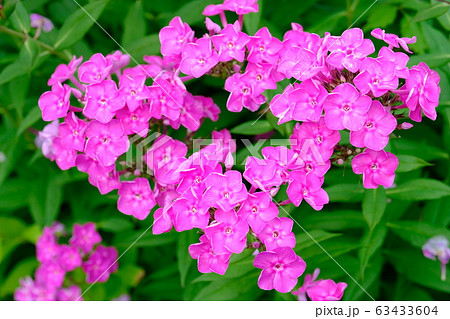 ピンクの花々 インパチェンス 花言葉 強い個性 の写真素材