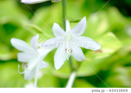 白い大輪＿カサブランカ_花言葉_高貴_純粋_無垢_威厳 63433609