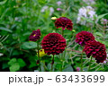 赤いダリア＿花言葉＿華麗 63433699