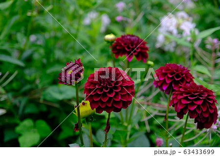 赤いダリア 花言葉 華麗の写真素材