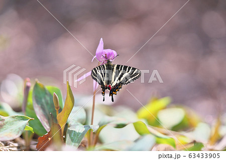 ギフチョウ ギフチョウ 63433905