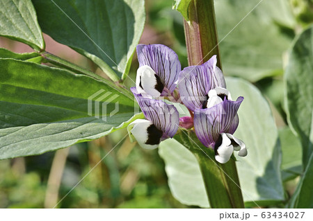 そら豆の花の写真素材