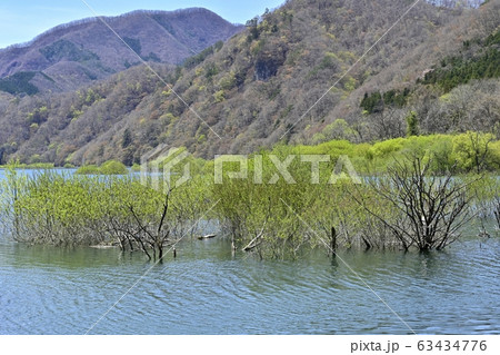 日光川治五十里湖と芽吹きの木々 日光川治五十里湖と芽吹きの木々 63434776