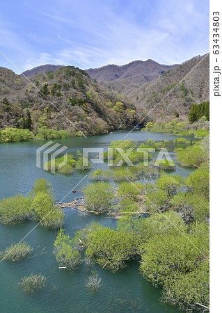 日光川治五十里湖と芽吹きの木々 63434803