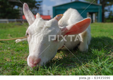 子ヤギ 子ヤギ 63435090