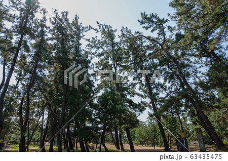 松林　松（石川県白山市小舞子） 63435475