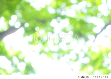 Abstract blurred green tree leaf sunshine day with Abstract blurred green tree leaf sunshine day with 63435734