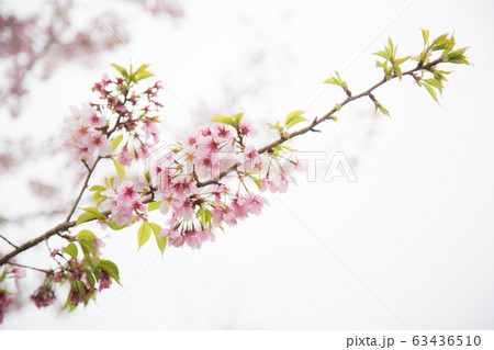 桜 さくら サクラ 63436510