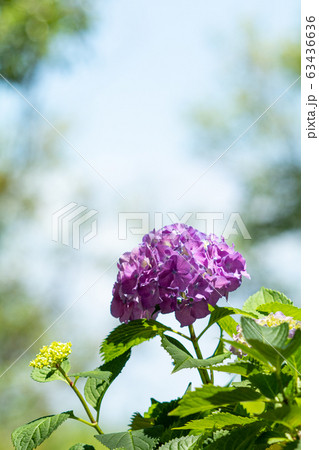 初夏のアジサイ、ドイツランド 63436636
