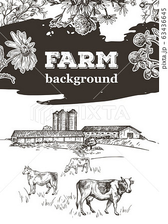 Cows graze near the farm. Barn and grain elevator. Sample cover for agricultural brochure. 63436645