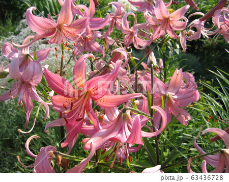 Beautiful pink day-lily on a sunny summer garden 63436728