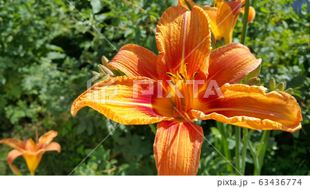 Beautiful bright Orange daylily on a sunny summer 63436774