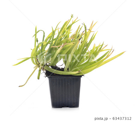 bulbine in studio 63437312
