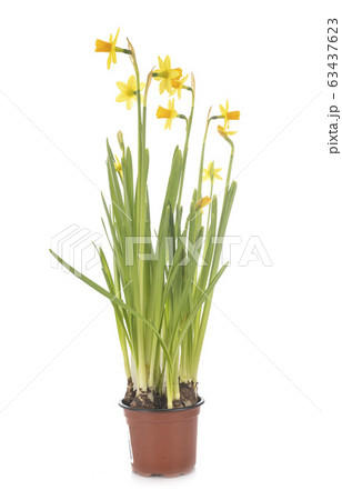 Narcissus jonquilla in studio Narcissus jonquilla in studio 63437623