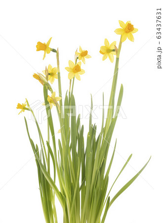Narcissus jonquilla in studio Narcissus jonquilla in studio 63437631