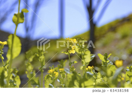 菜の花 菜の花 63438198