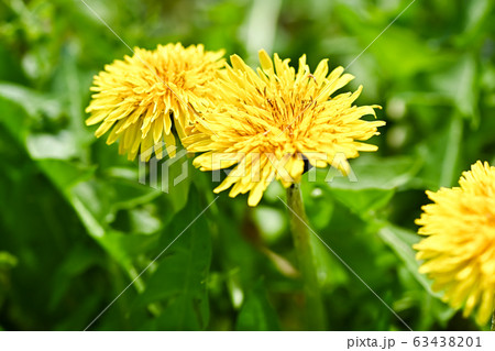 たんぽぽの写真素材
