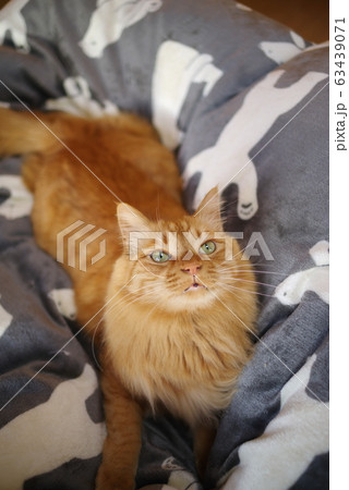 見上げる猫 見上げる猫 63439071