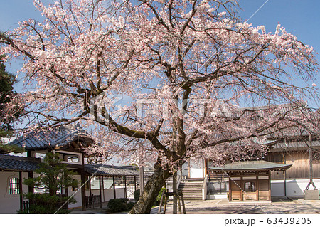 香積院の桜 香積院の桜 63439205