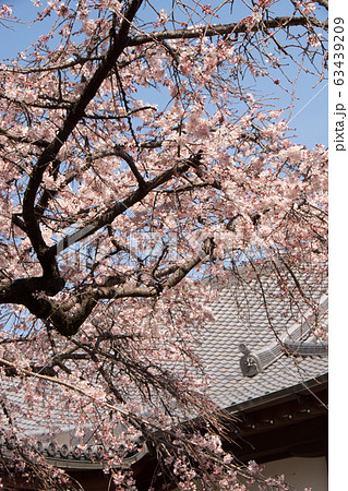 香積院の桜 香積院の桜 63439209